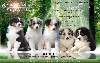  - Chiots Disponibles chez une amie