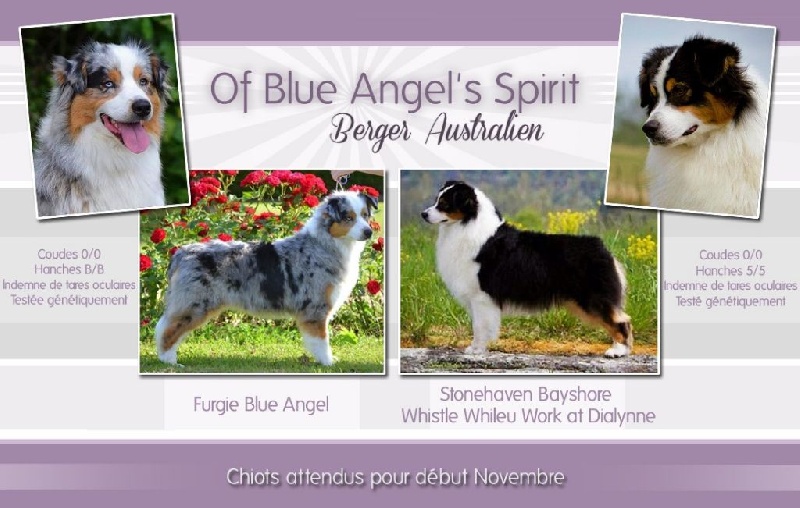 Of Blue Angel's Spirit - Berger Australien - Portée née le 01/11/2014